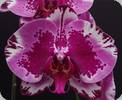 Phal. Red Lion